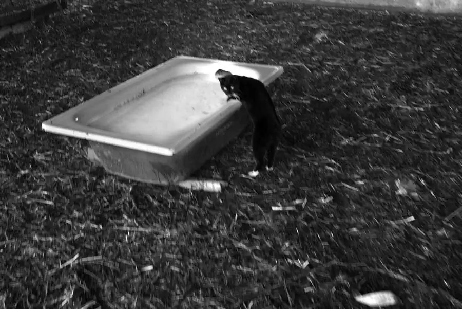 The Depopulation of Europe | Adrián Domínguez