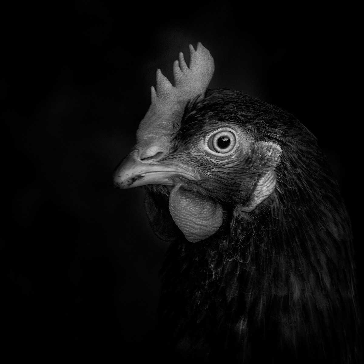 Mademoiselle Poulet