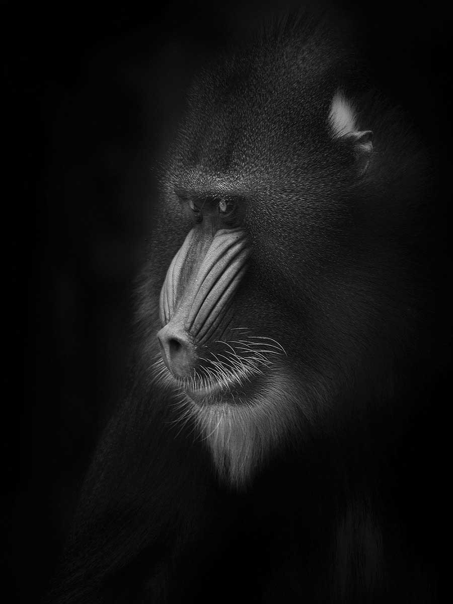 Animal Portrait | Ruud Peters