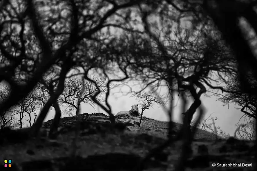 Saurabhbhai Desai – India