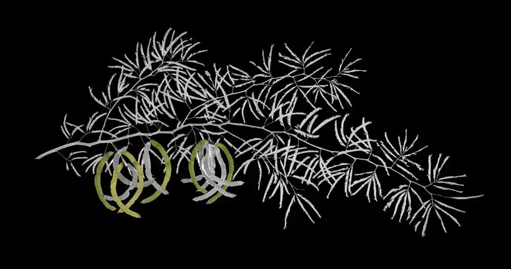 J.W. Fike’s Photographic Survey of the Wild Edible Botanicals of the North American Continent