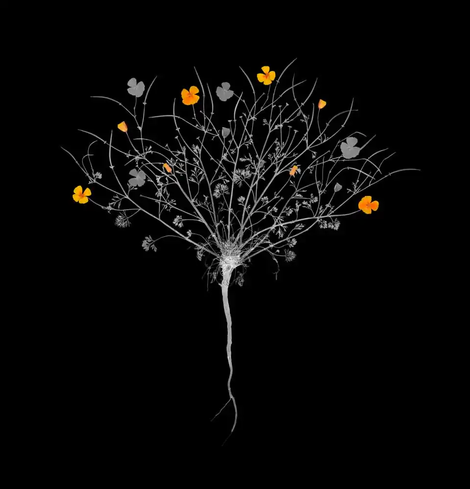 J.W. Fike’s Photographic Survey of the Wild Edible Botanicals of the North American Continent