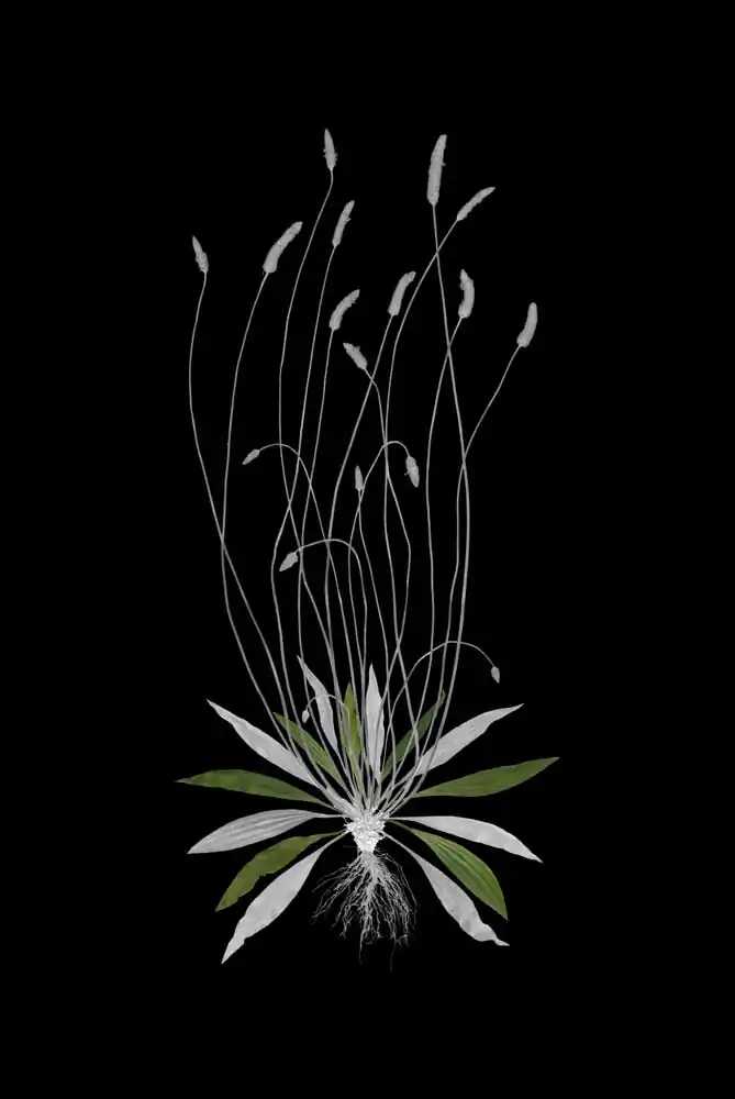 J.W. Fike’s Photographic Survey of the Wild Edible Botanicals of the North American Continent