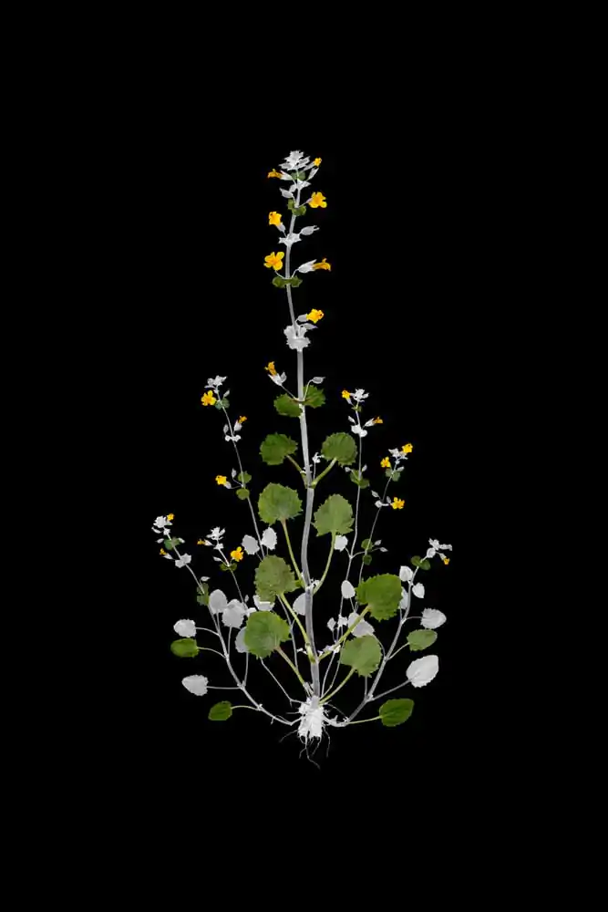 J.W. Fike’s Photographic Survey of the Wild Edible Botanicals of the North American Continent