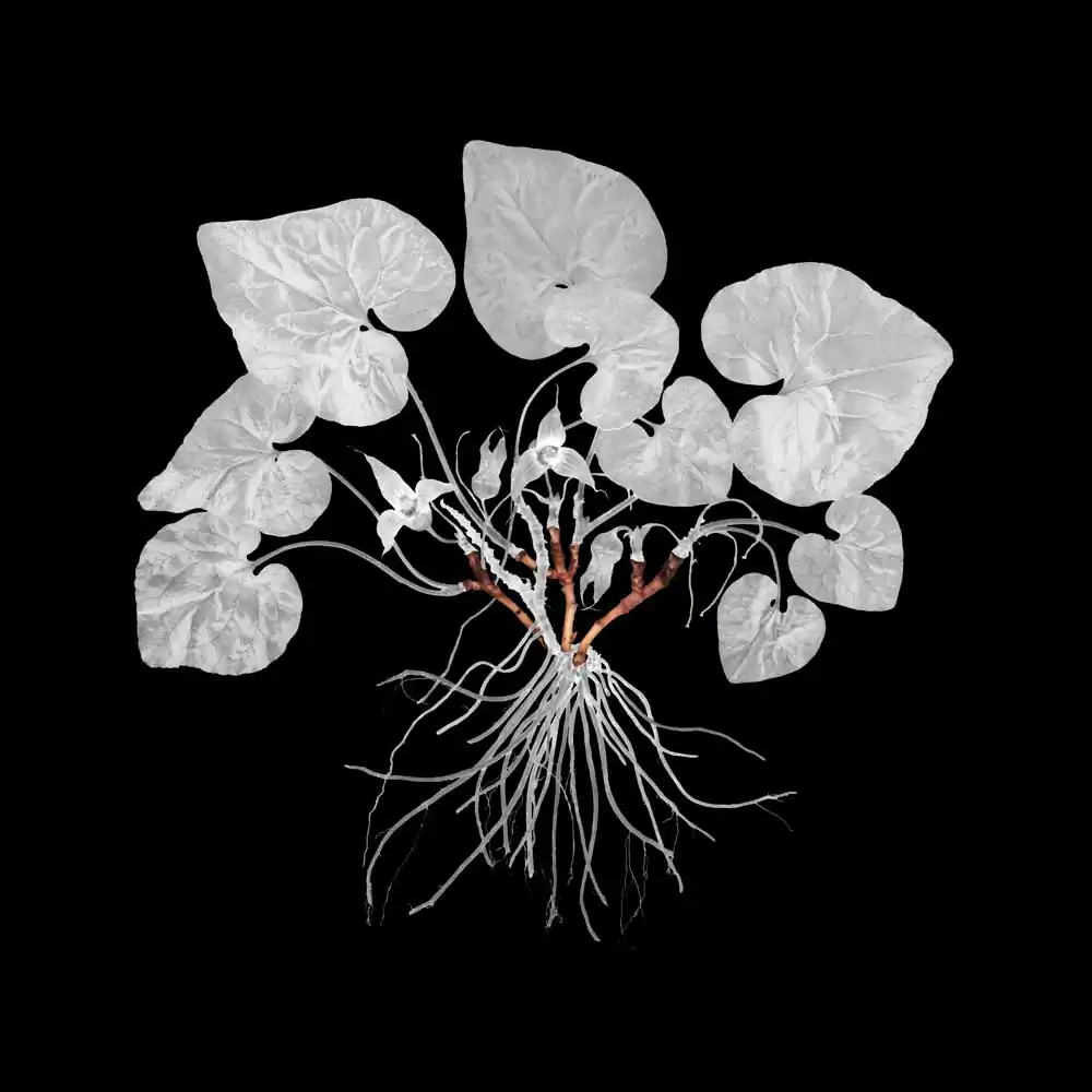 J.W. Fike’s Photographic Survey of the Wild Edible Botanicals of the North American Continent