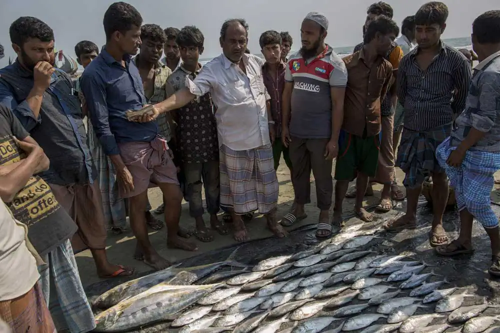 A fish wholesaler buys fish at the lowest price in Teknaf, Cox's bazar. Fishing is one of the main sources of food and livelihood for the Rohingya refugees; however they do not get a fair price for their labor or their catch.