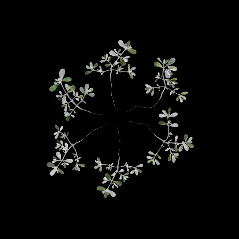 J.W. Fike’s Photographic Survey of the Wild Edible Botanicals of the North American Continent