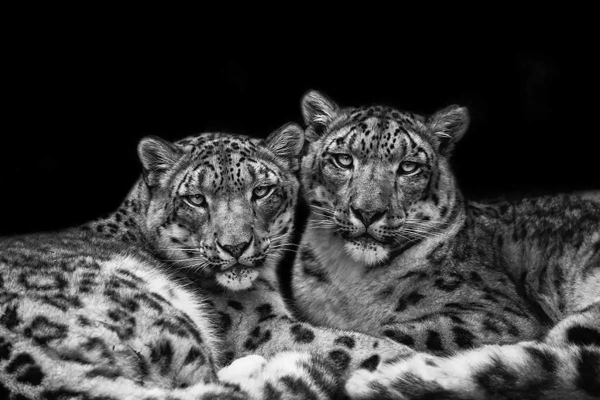 Threatened species; The Ambassadors by Abbey Bratcher