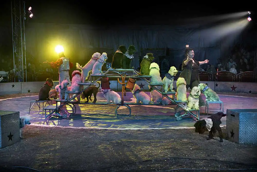 Circus | Markku Lahdesmaki