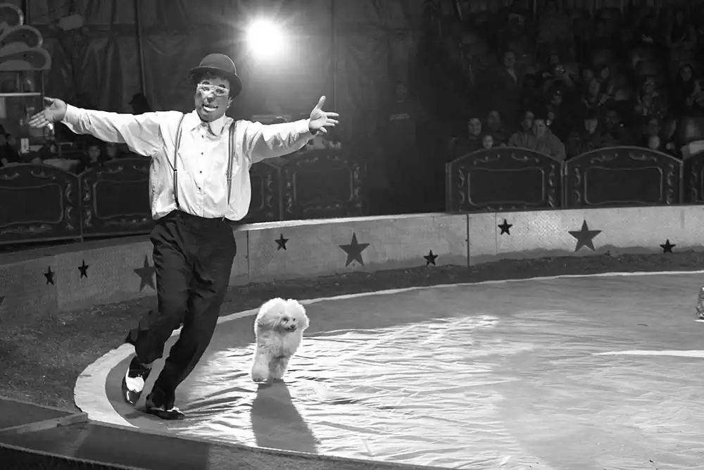 Circus | Markku Lahdesmaki