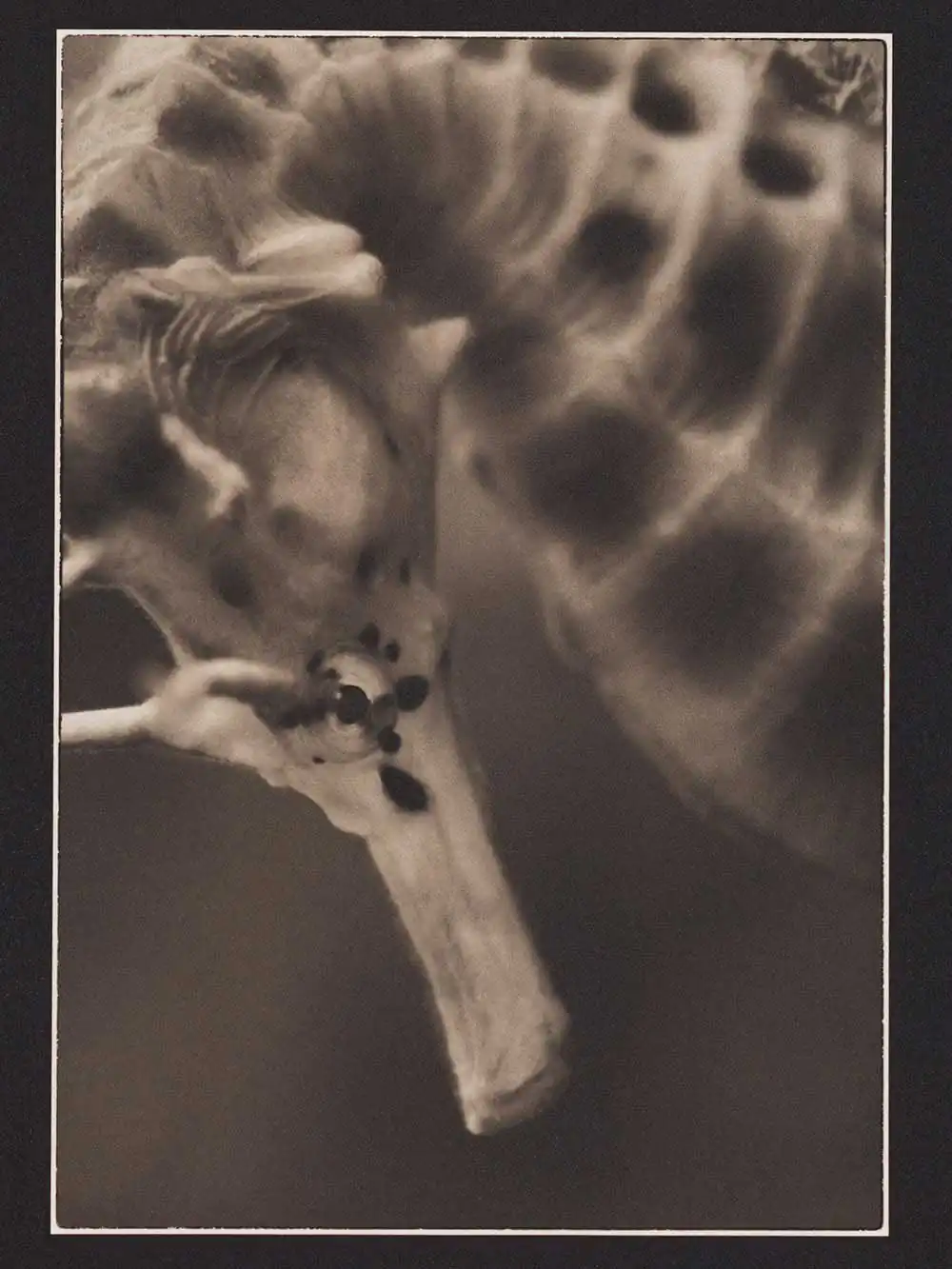 Dragons and Horses by Liam Lynch