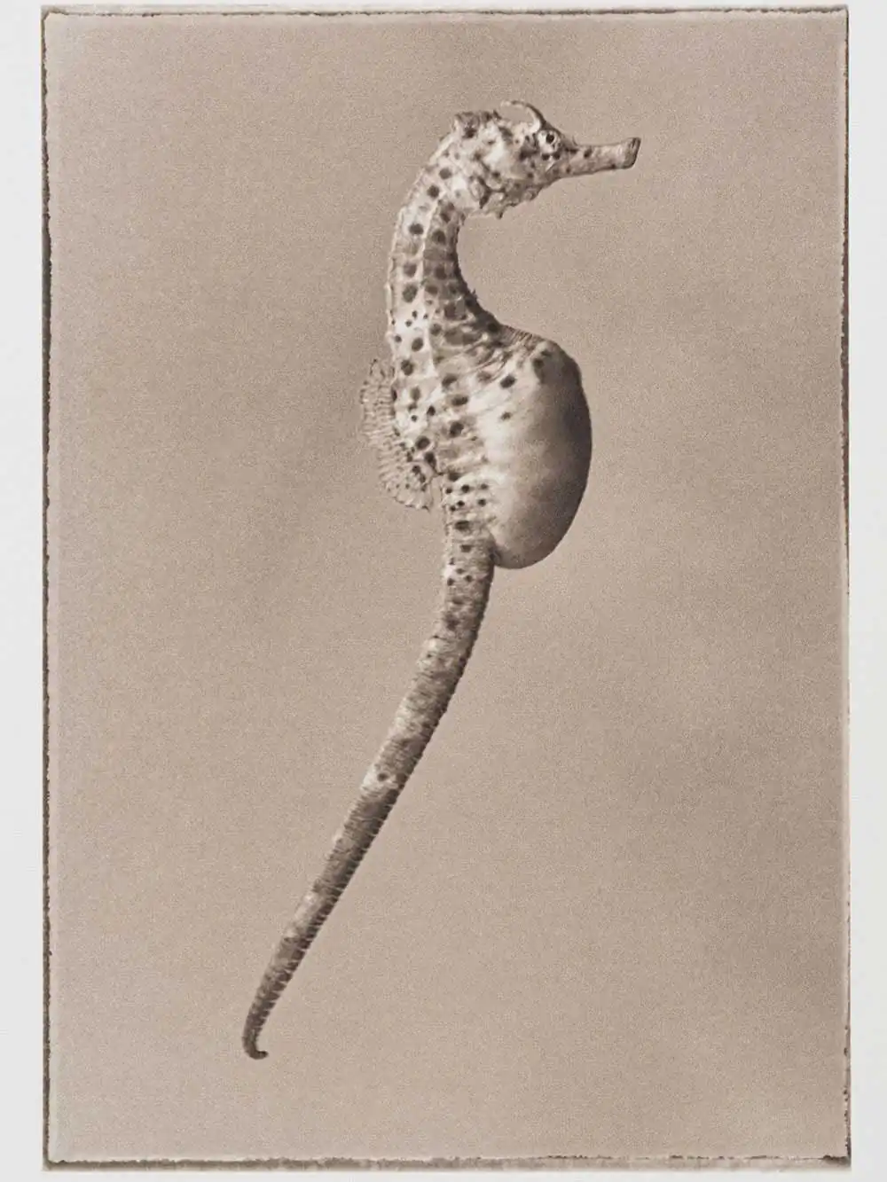 Dragons and Horses | Liam Lynch