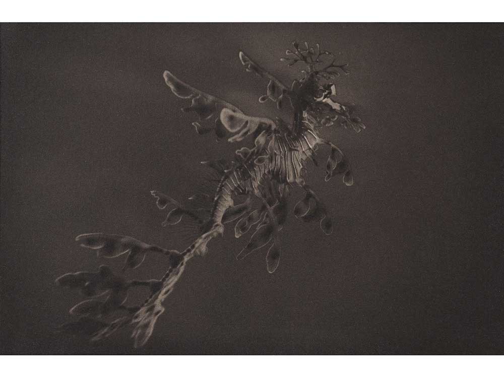LLP_Leafy-Sea-dragon-Figure-3