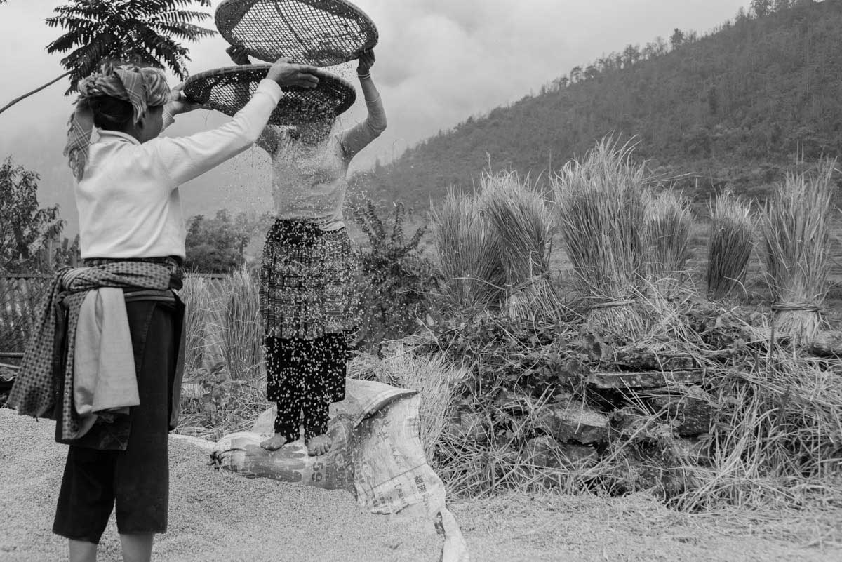 Women are using baskets to separate rice grain and straw as part of their harvest work.