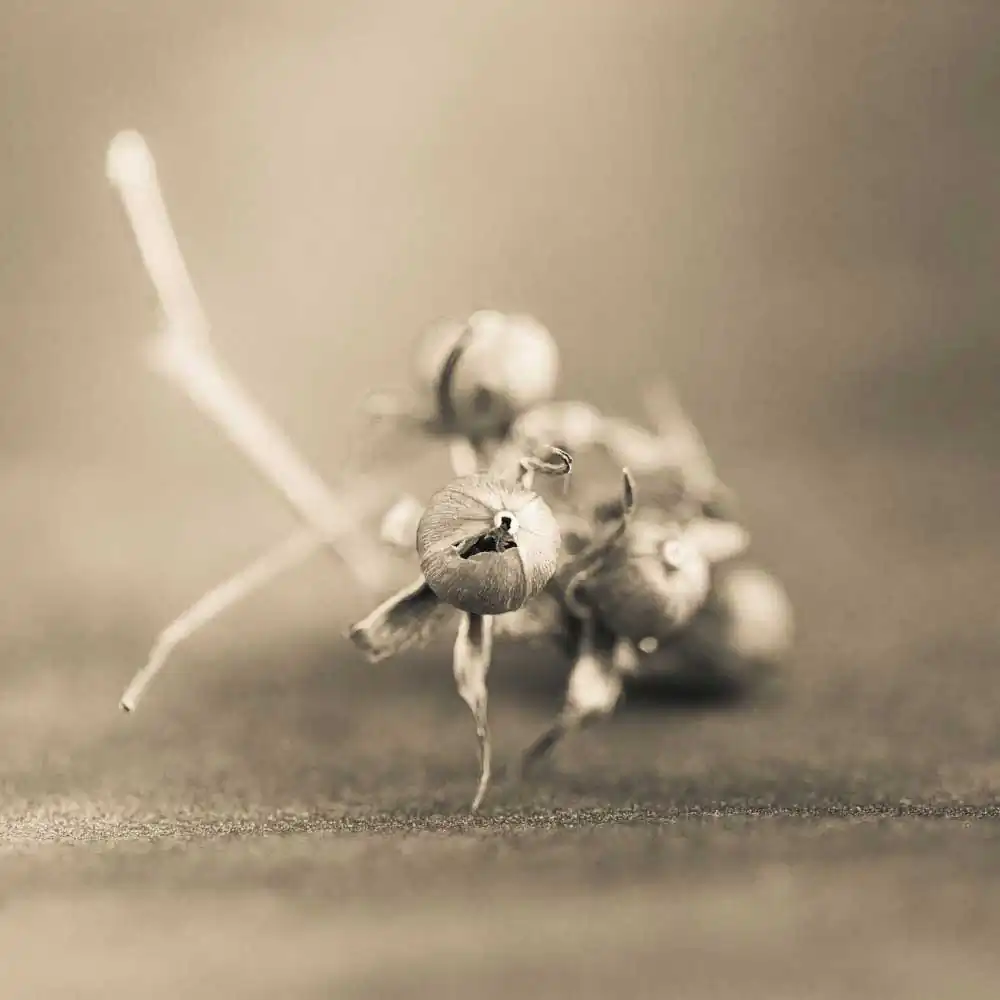 The Protectors of Magical Seeds by Todd Bradley