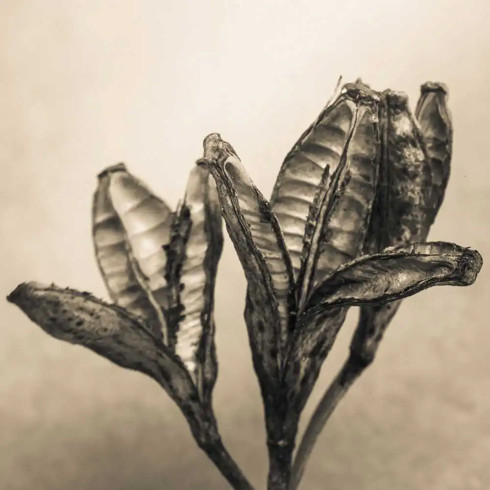 T_Bradley_Protectors17