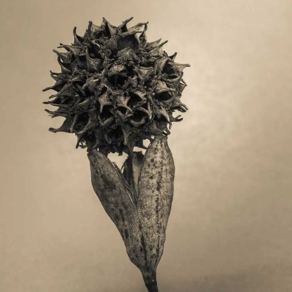 T_Bradley_Protectors18