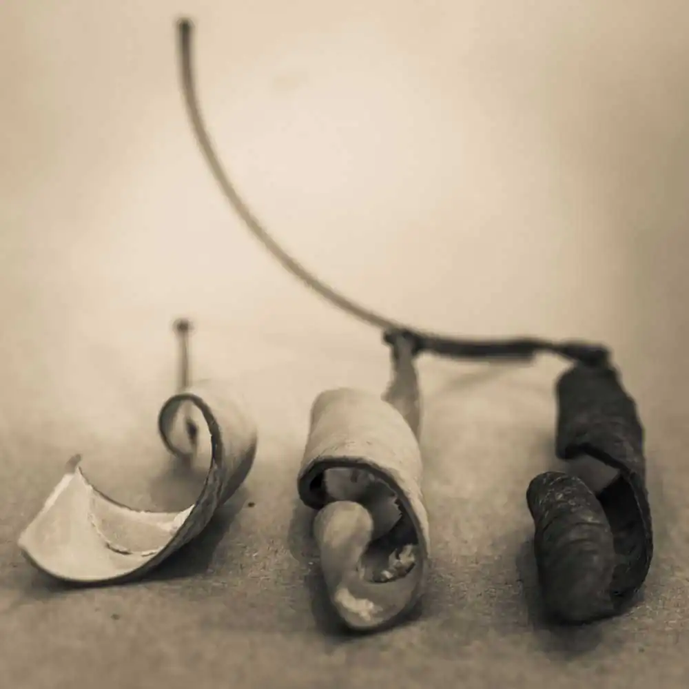 The Protectors of Magical Seeds | Todd Bradley