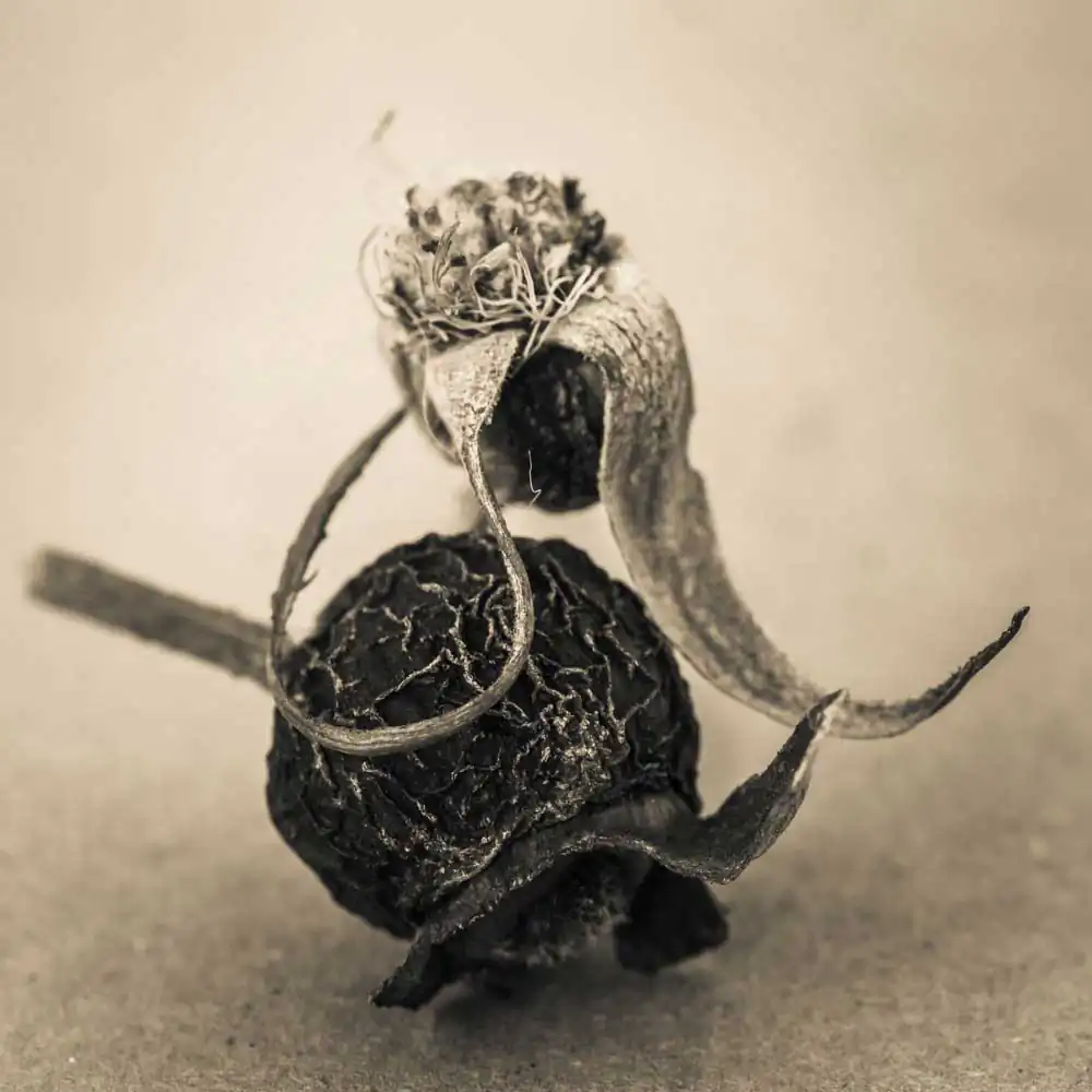 The Protectors of Magical Seeds | Todd Bradley