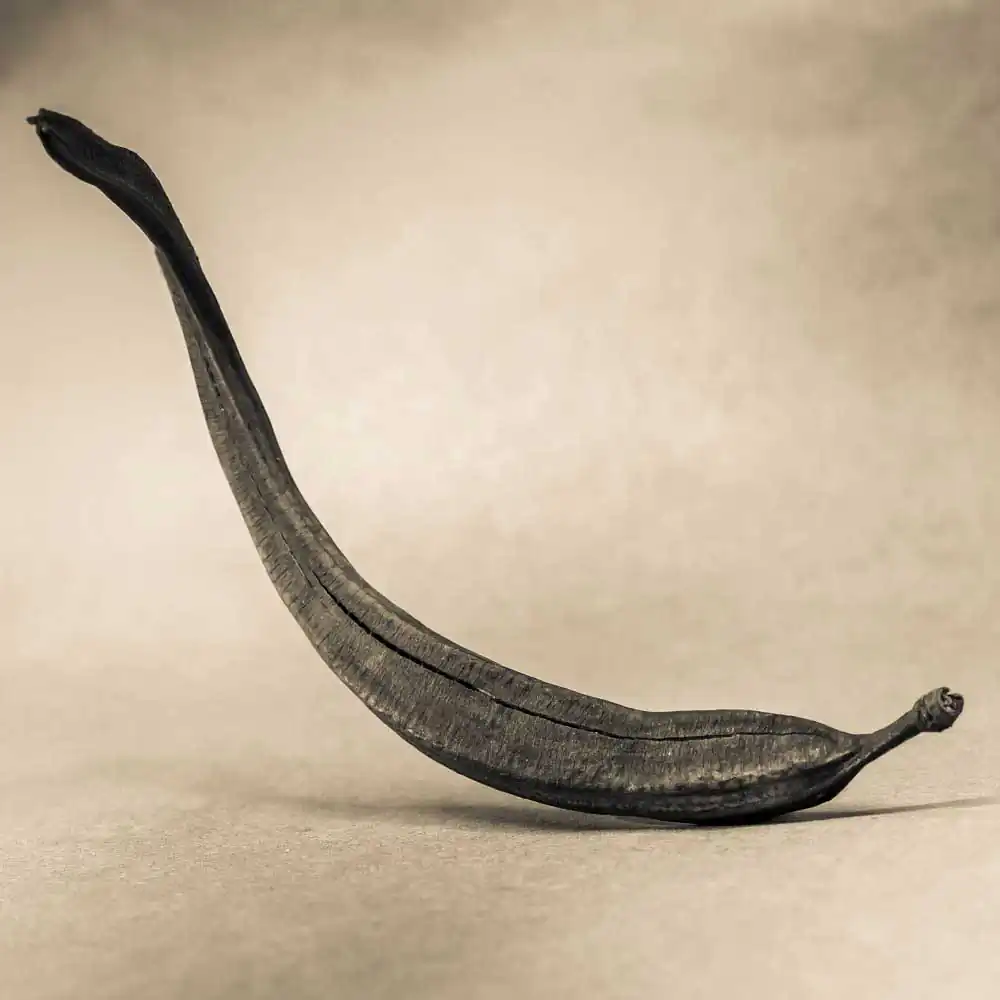 The Protectors of Magical Seeds | Todd Bradley