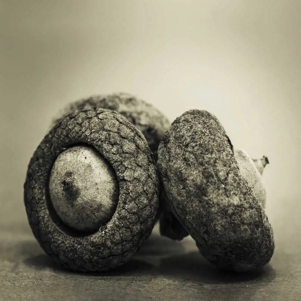 The Protectors of Magical Seeds | Todd Bradley