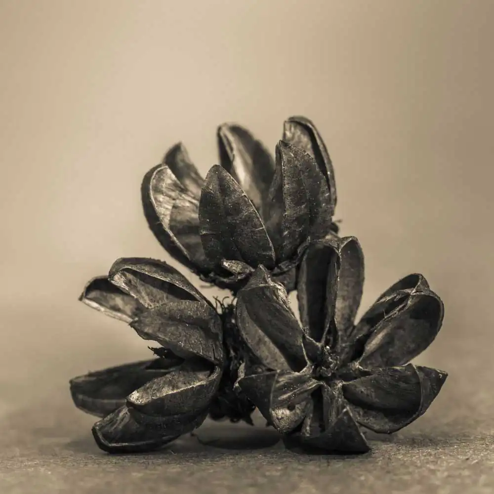 The Protectors of Magical Seeds | Todd Bradley