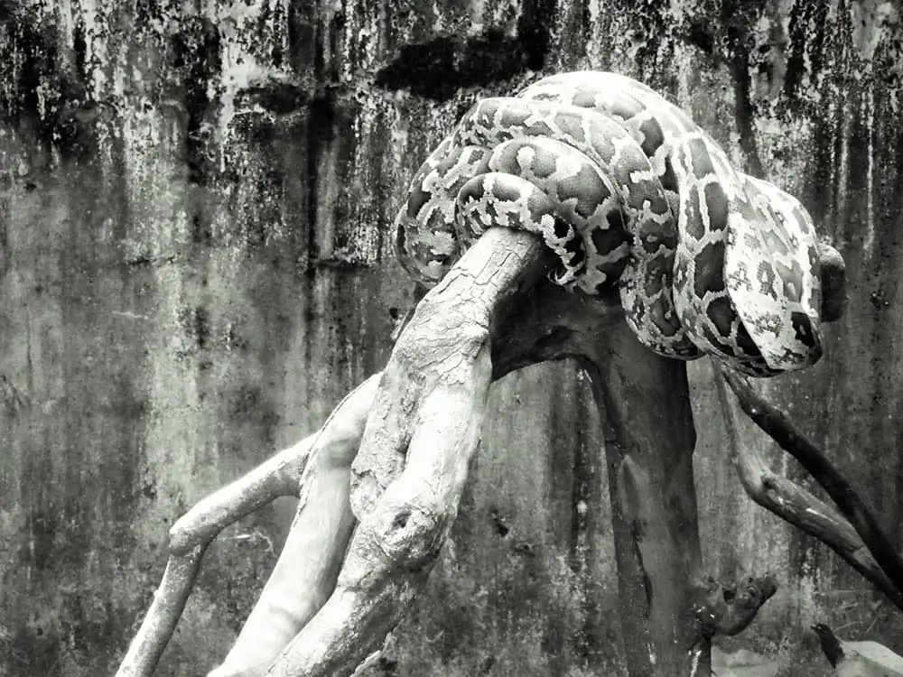 13-Invisible-in-plainsight-Peddada