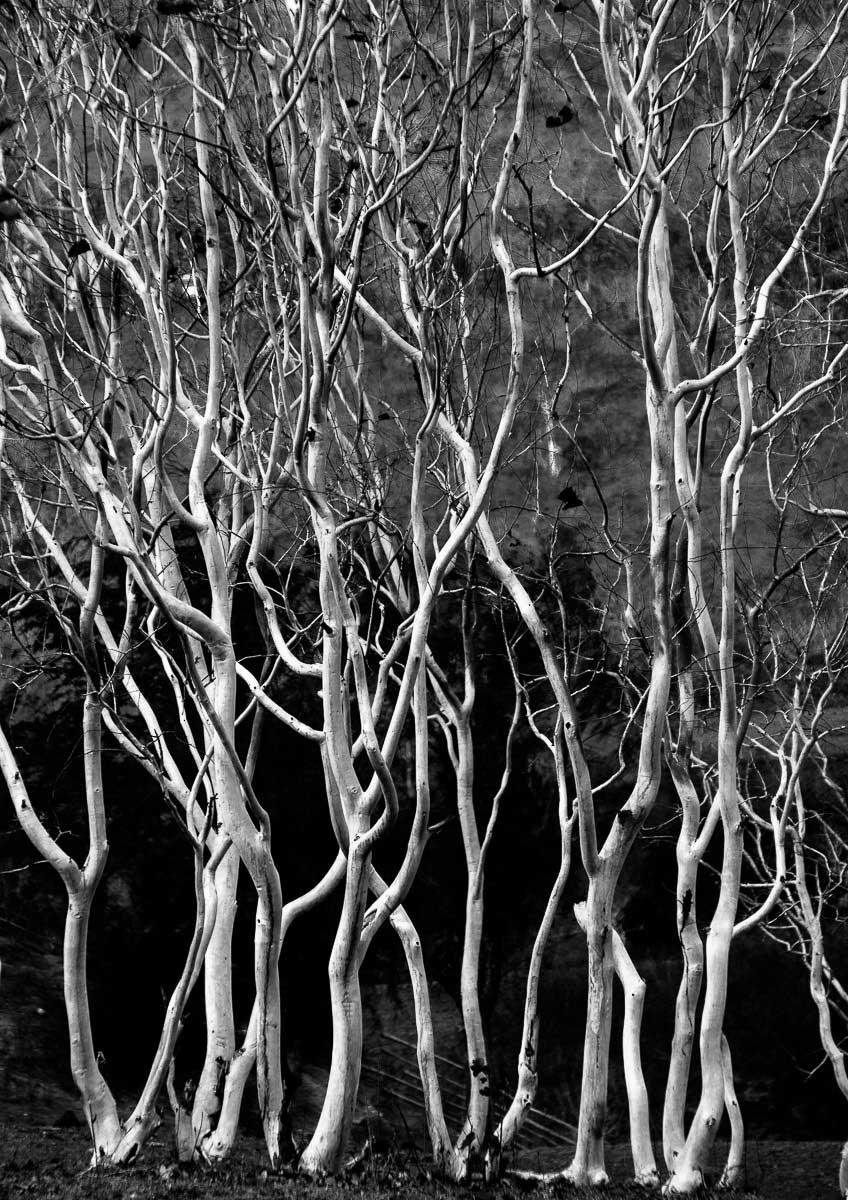 Trees | João Galamba