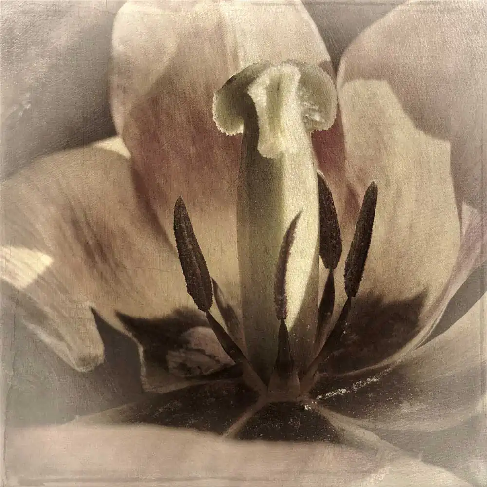 States of Grace by Wendi Schneider