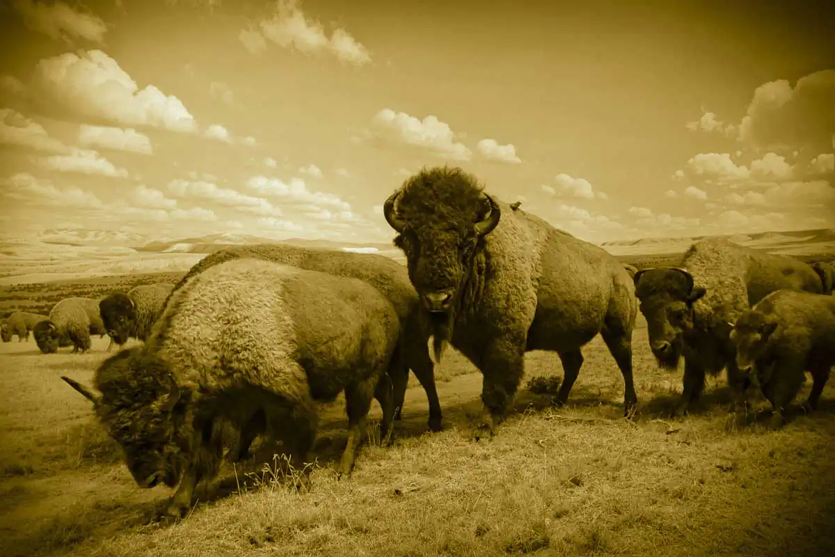 Last of its Kind by Andrea Wolff