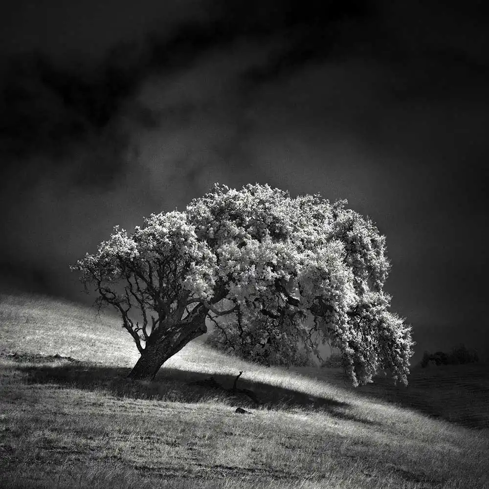 Infrared Silence Series by Nathan Wirth