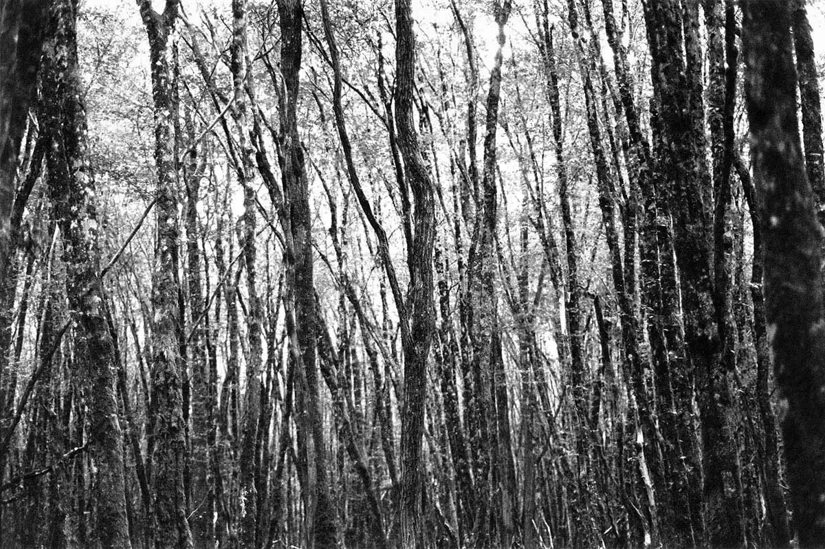 We are one. We are two by Lucía Peluffo