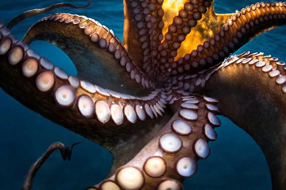 Ocean photography by Alex Postigo