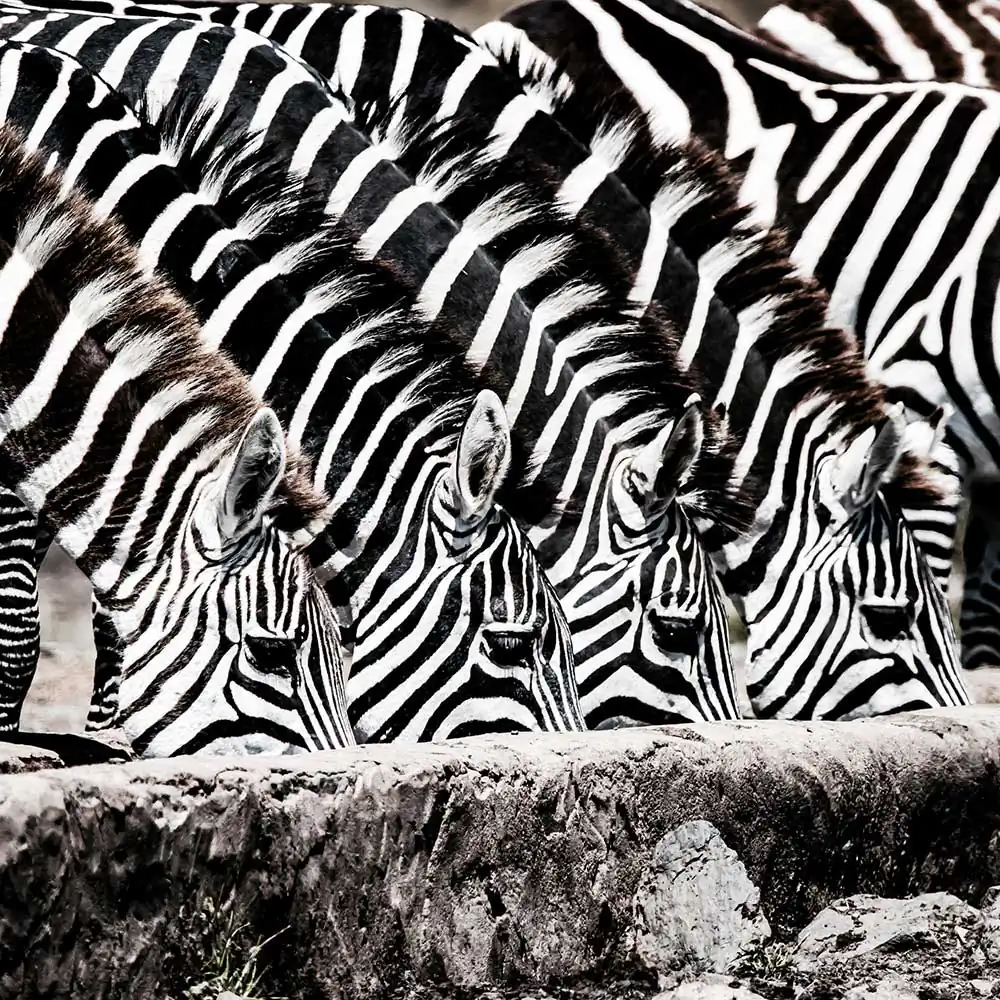 Wildlife by Jessica Circe Rogers