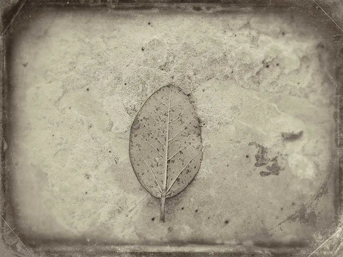 The Last Leaf-An Unfinished Elegy by Debmalya Ray Choudhuri