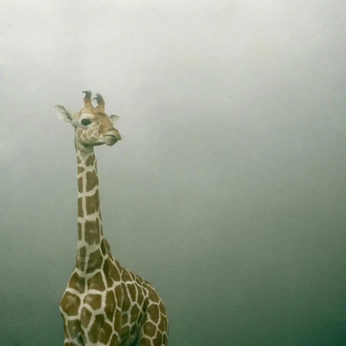 Silence of breath by Yoko Naito