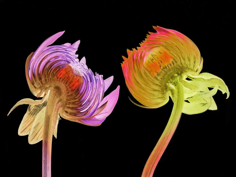 Statement of intent, Flowers photography by Heiko Römisch