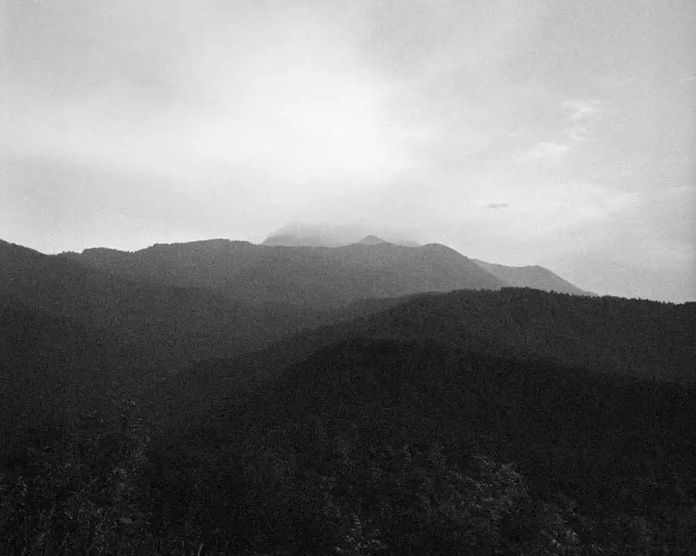  The Tree of Life is Eternally Green by Pascual Martínez + Vincent Sáez