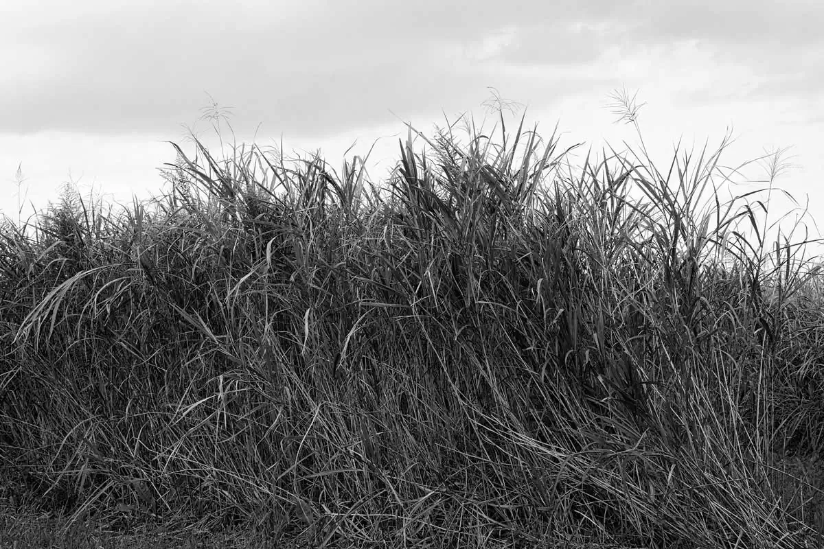 Starting a New Journey by Michiko Chiyoda