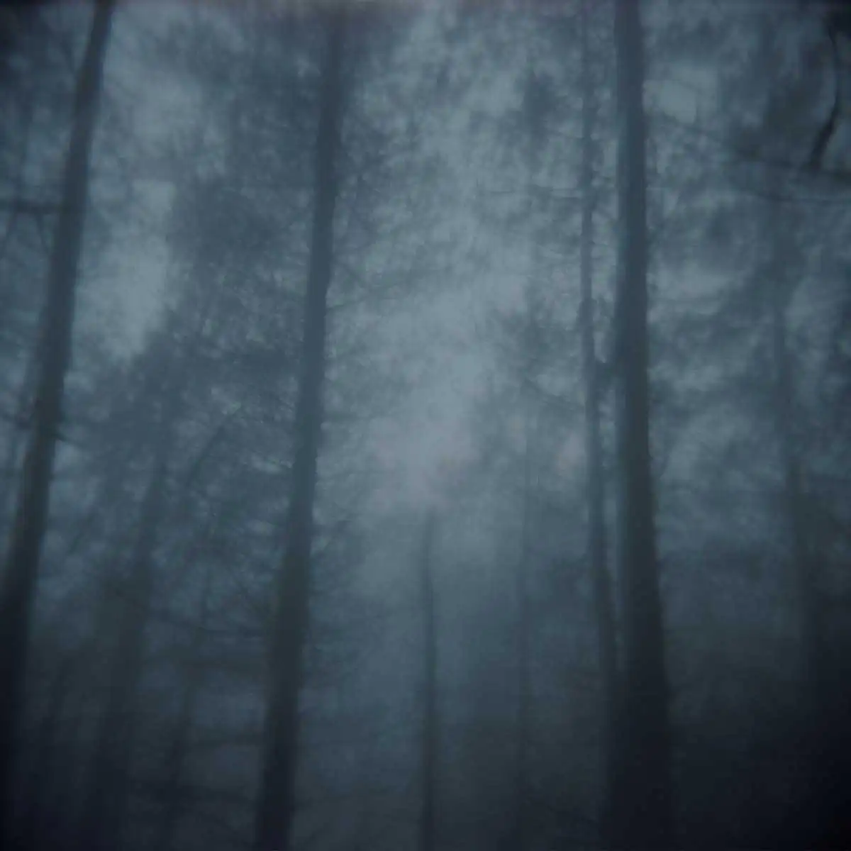 Lato Selvatico by Alessandro Ciccarelli