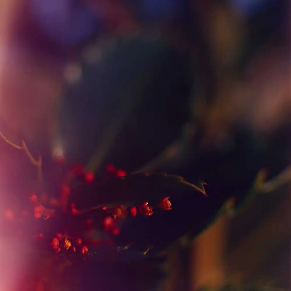 Transcending by Isabel Curdes