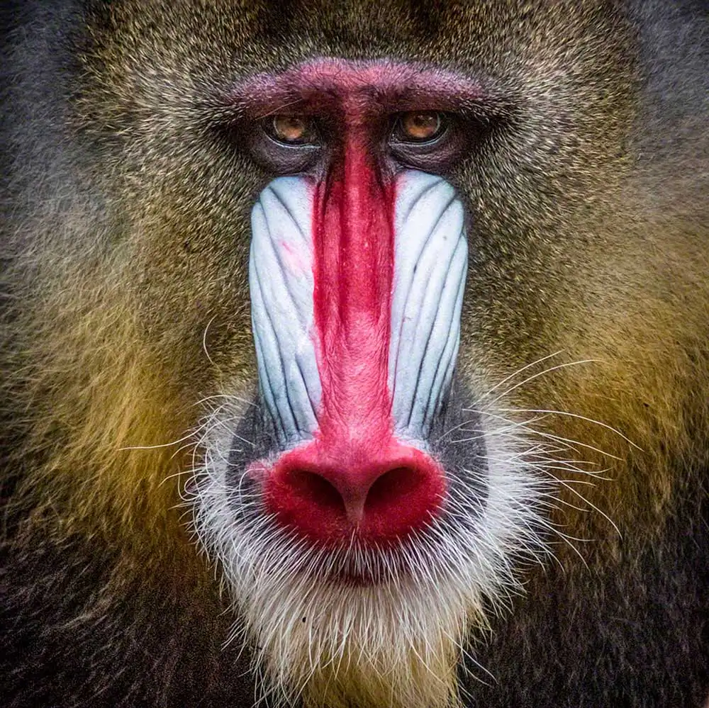 Animals by Wolf-Dietrich Ademeit