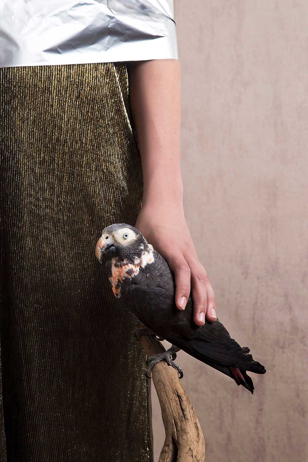 Birds & Plastics by Alice de Kruijs