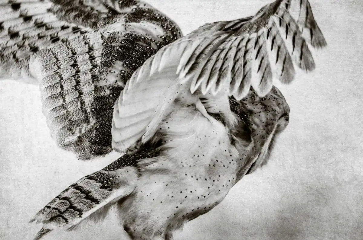 States of Grace by Wendi Schneider