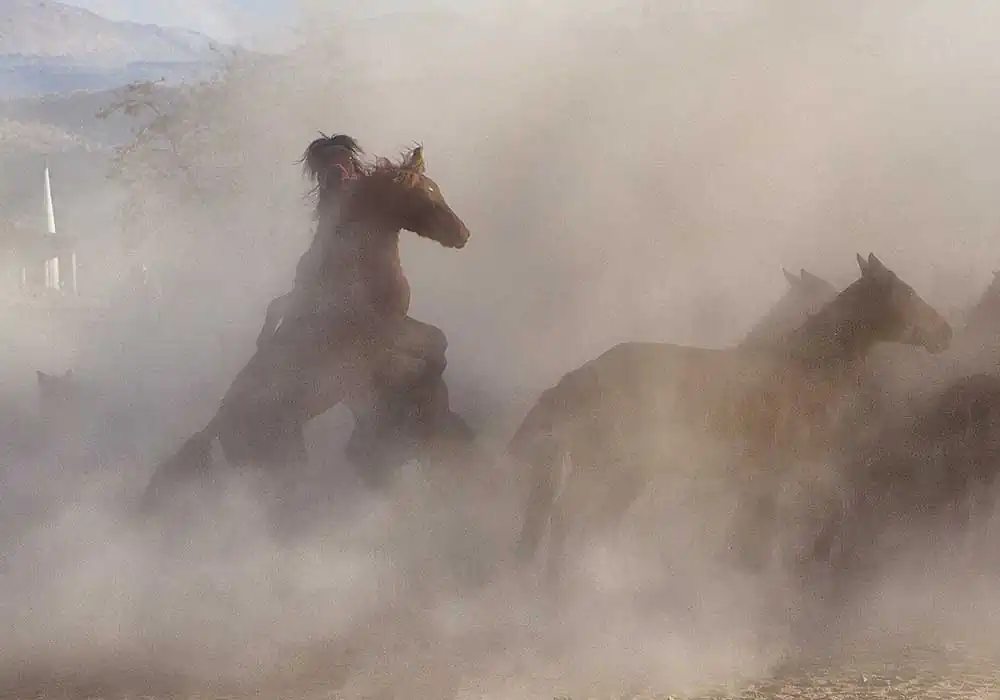 Wild Horses by Emel Karakozak