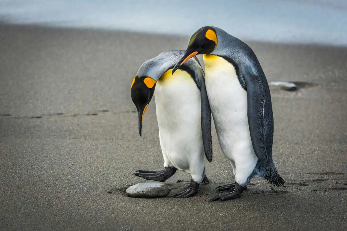 Wildlife portraits by Nick Dale