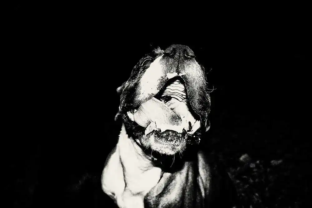 I found fireflies in my dream, talking to a strange, drunk and dead man! by Fábio Miguel Roque