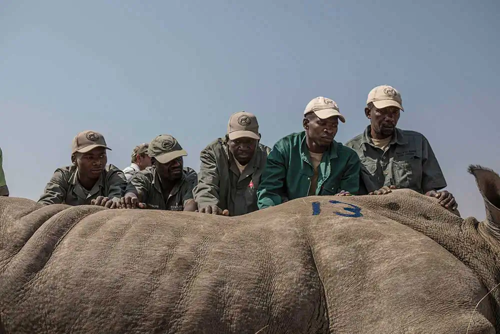 A Movable Beast by Jason Florio