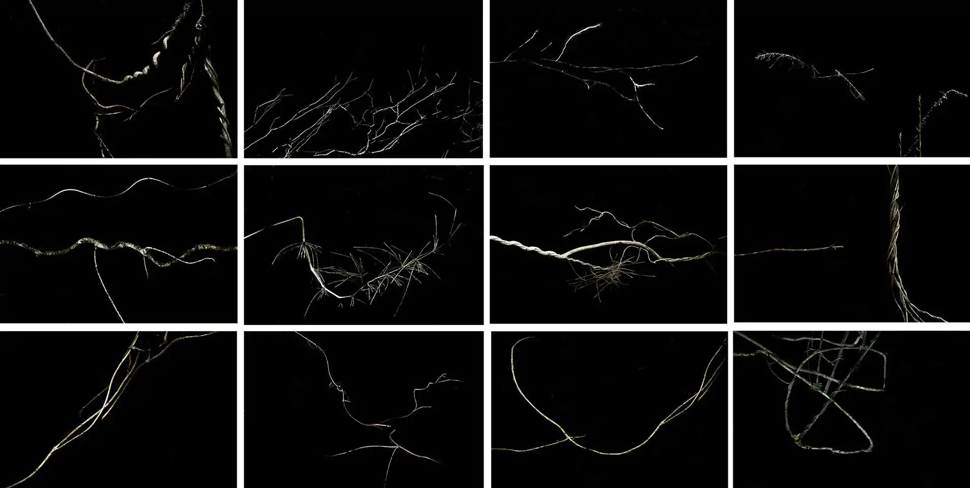 The missing forest by Patricia Ackerman