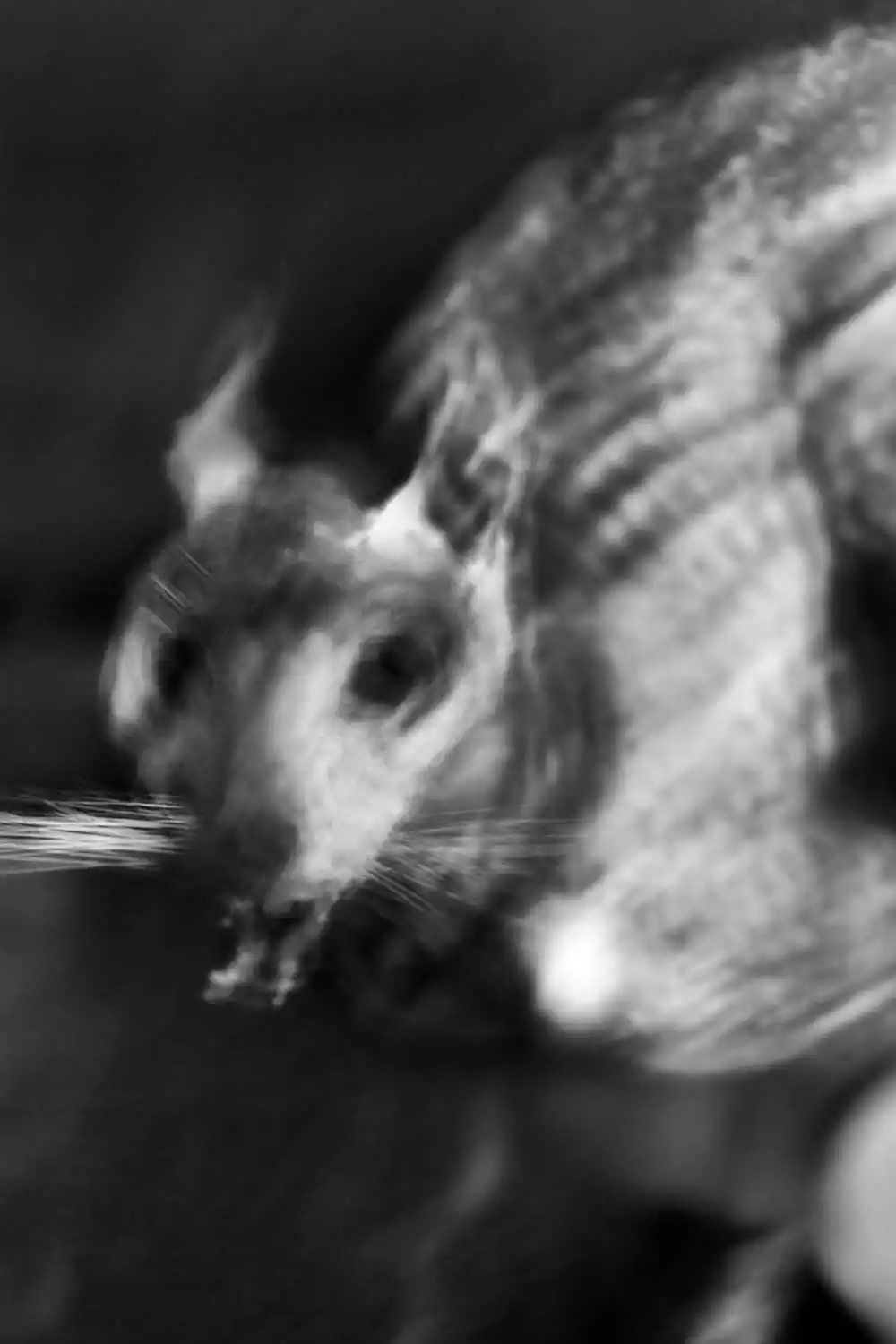 Ghost | Naoual Peleau